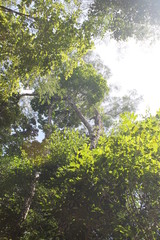 SELVA