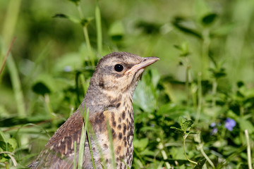 Fieldfare juvenile in grass portrait. Cute common brown spotted baby thrush. Bird in wildlife.