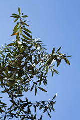 Olive Tree branches with olives.