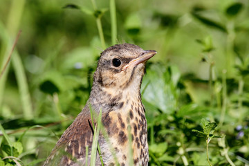 Fieldfare juvenile in grass portrait. Cute common brown spotted baby thrush. Bird in wildlife.