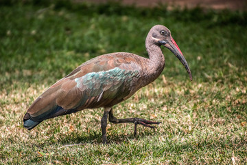 Obraz na płótnie Canvas hadada ibis walking on grass