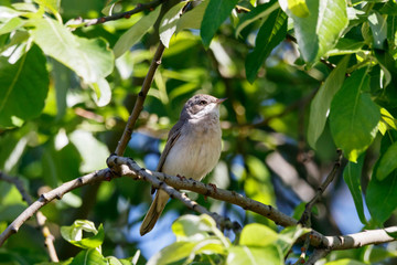 Common whitethroat sitting on branch of bush. Cute little brown songbird. Bird in wildlife.