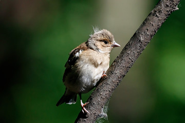 Common chaffinch juvenile perched on branch of bush in forest. Cute little baby songbird. Bird in wildlife.