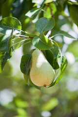 Pear Tree brunch with fruit
