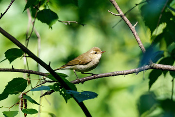 Greenish warbler sitting on branch of bush. Cute little shy songbird. Bird in wildlife.