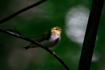 Wood warbler sitting on branch of bush in dark forest. Cute little green songbird. Bird in wildlife.