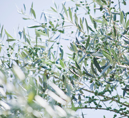 Olive Tree branches with olives.