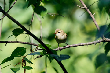 Obraz premium Greenish warbler sitting on branch of bush. Cute little shy songbird. Bird in wildlife.