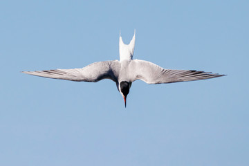 Common tern flying under blue sky looking for fish. Cute agile fast waterbird. Bird in wildlife.