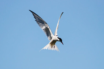 Common tern flying under blue sky looking for fish. Cute agile fast waterbird. Bird in wildlife.