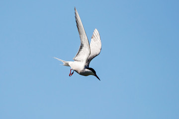 Common tern flying under blue sky looking for fish. Cute agile fast waterbird. Bird in wildlife.