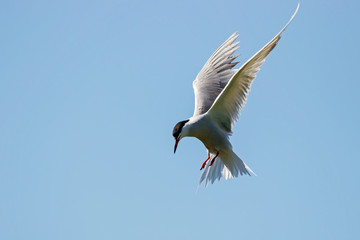 Common tern flying under blue sky looking for fish. Cute agile fast waterbird. Bird in wildlife.