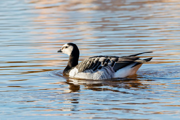 Barnacle goose on water. Cute beautiful waterbird.
