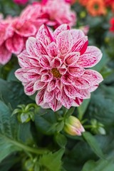 pink dahlia in the garden