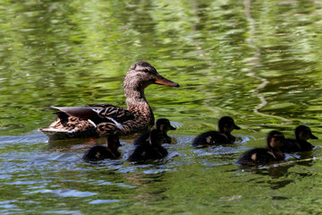 Mallard female with ducklings family. Cute common waterbirds. Birds in wildlife.