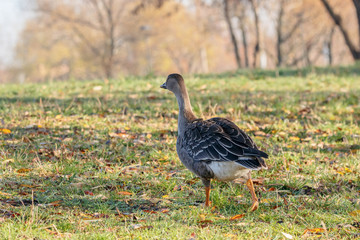 Taiga bean goose walking on grass. Cute common waterbird.