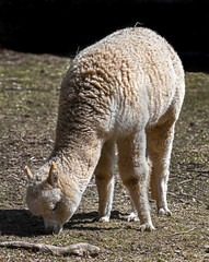 Young alpaca. Latin name - Vicugna pacos	