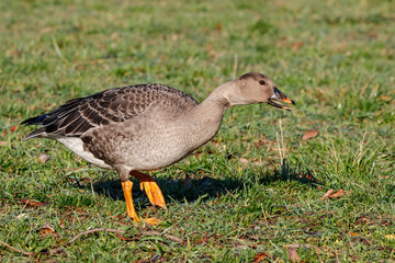 Taiga bean goose eating grass. Cute common waterbird.