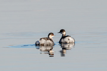Black-necked grebe pair in autumn plumage swimming on water with reflections. Cute beautiful fluffy waterbirds in wildlife.