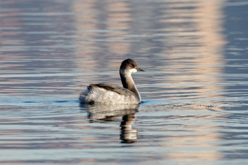 Black-necked grebe in autumn plumage swimming on water with reflections. Cute beautiful fluffy waterbird in wildlife.