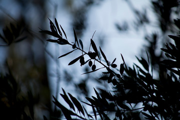 Olive Tree branches with olives.