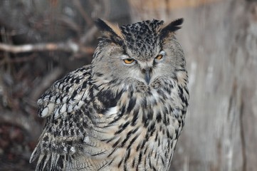 portrait of an eurasian eagle owl