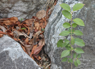 바위 틈 낙엽과 광나무 잎