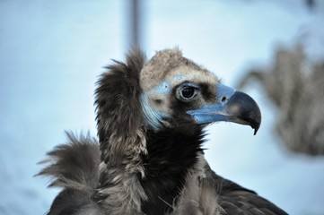 Predatory vulture