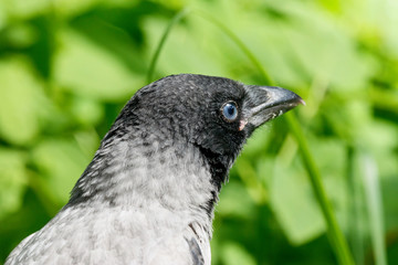 Hooded crow (corvus cornix) juvenile portrait. Cute funny baby bird in wildlife.