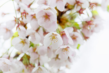 満開の染井吉野