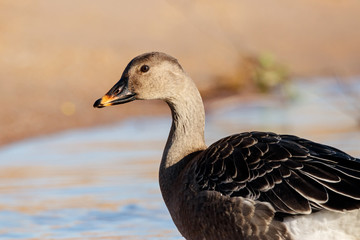Taiga bean goose on shore portrait. Cute common waterbird.
