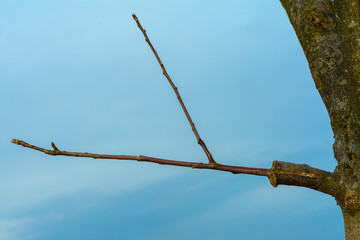 Branch of grafted tree in early spring, in which the buds already begin to blossom