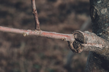 Branch of grafted tree in early spring, in which the buds already begin to blossom