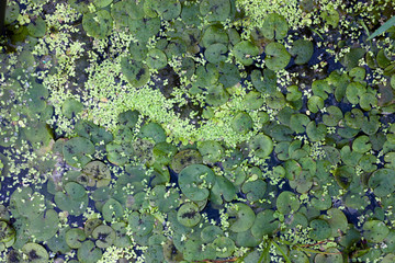 Duckweed and water lilies on the water surface. River and marsh vegetation.