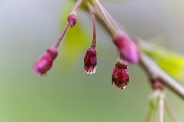 水滴の付いた枝垂れ桜のつぼみ