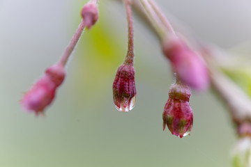 水滴の付いた枝垂れ桜のつぼみ