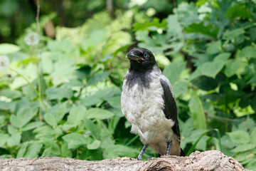 Hooded crow (corvus cornix) juvenile sitting on fallen tree. Cute funny baby bird in wildlife.