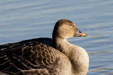 Taiga bean goose on water portrait. Cute common waterbird.