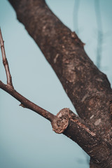 Branch of grafted tree in early spring, in which the buds already begin to blossom