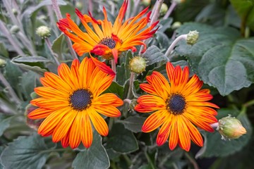 orange yellow gerbera daisy in the vase