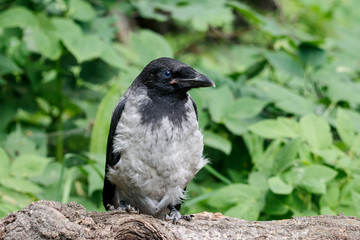 Hooded crow (corvus cornix) juvenile sitting on fallen tree. Cute funny baby bird in wildlife.