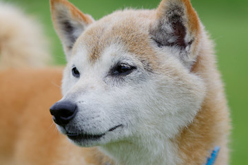 野原で遊ぶ柴犬