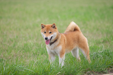 野原で遊ぶ柴犬