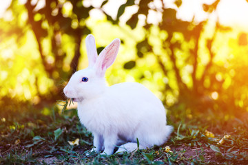 White rabbit in the garden. Fluffy Bunny on green grass, spring time.