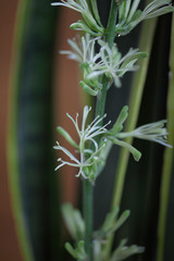 虎の尾（サンスベリア）の花