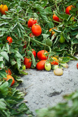 Plum Tomato Field