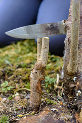 A woman cuts a young tree with a knife for the inoculation of the fruit branch