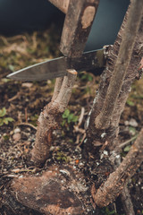 A woman cuts a young tree with a knife for the inoculation of the fruit branch