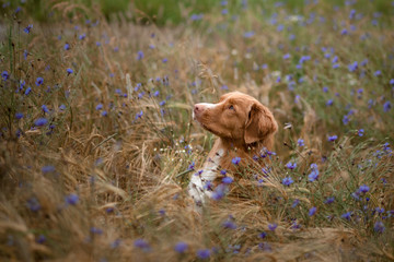 portrait of a dog in the field. Nova Scotia Duck Tolling Retriever. Pet in nature