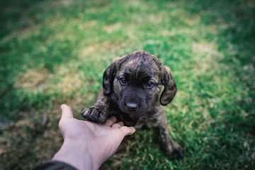 Young puppy playing with person in the garden. Small, cute dog.